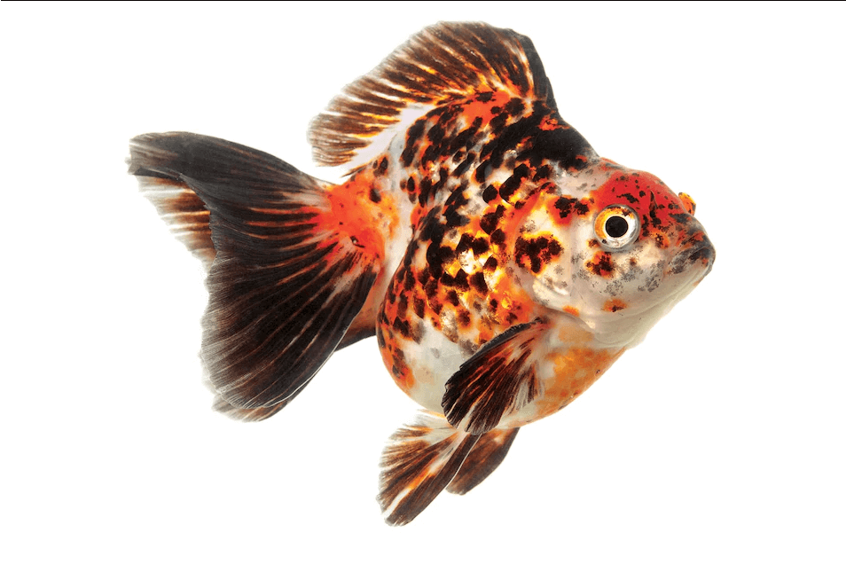 Gold fish - biofish