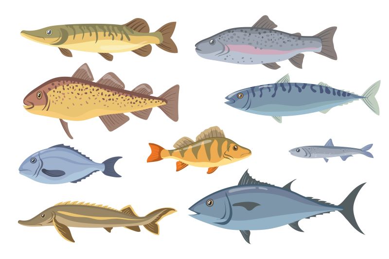 ryba jest z hodowli ekologicznej